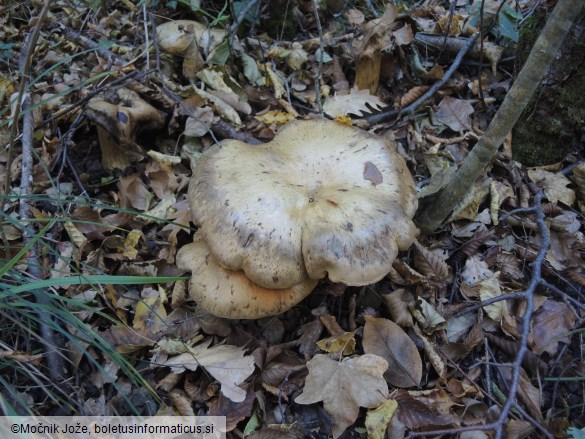 Cortinarius anfractoides