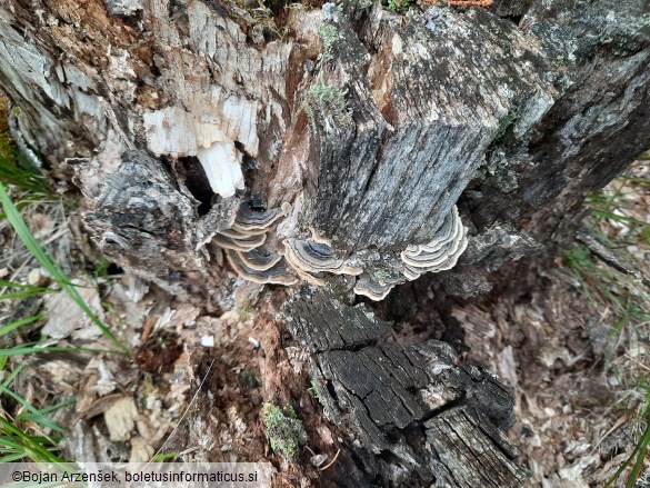 Trametes versicolor