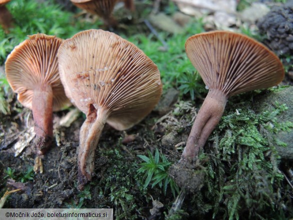 Lactarius cremor