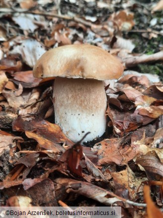 Boletus reticulatus
