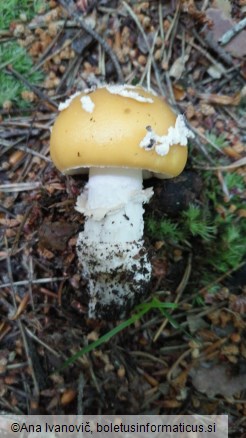 Amanita gemmata