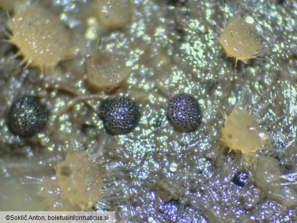 Saccobolus beckii