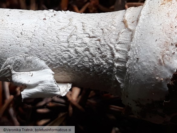 Amanita excelsa var. spissa