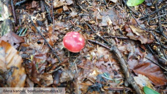 Russula emetica