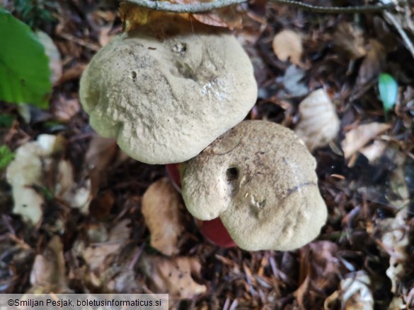 Boletus calopus