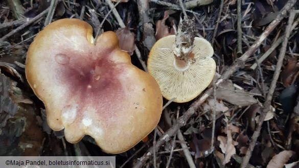 Tricholomopsis rutilans