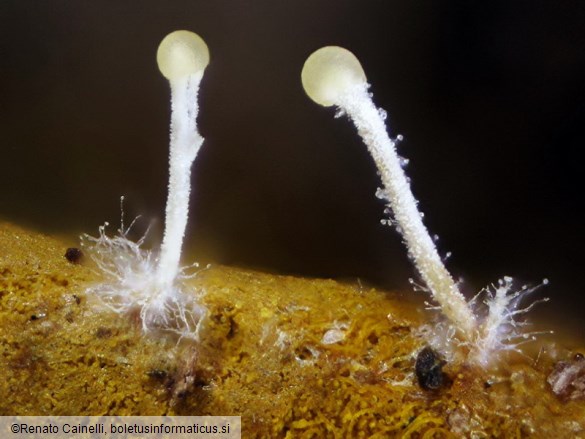 Polycephalomyces tomentosus