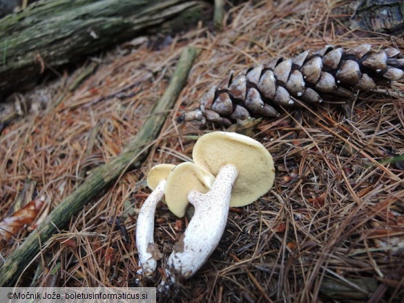 Suillus placidus