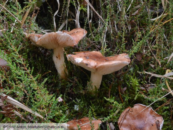 Tricholoma stans