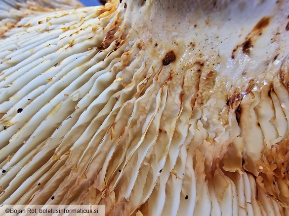 Lactifluus vellereus
