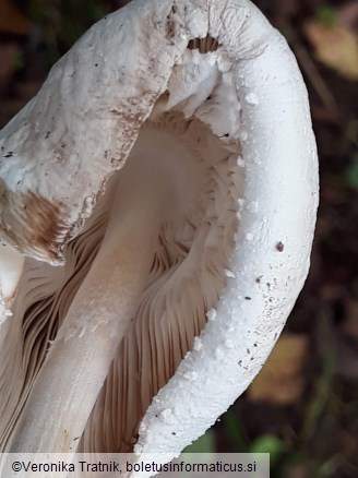 Leucocoprinus cretaceus