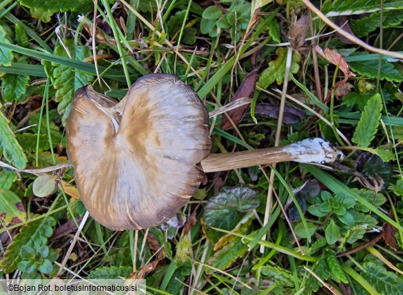 Entoloma sericeum
