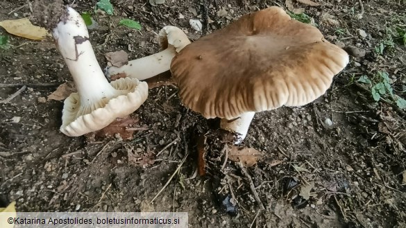 Lactarius ruginosus