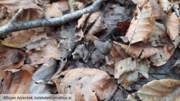 Helvella lacunosa