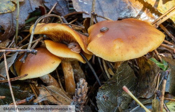 Gymnopilus penetrans