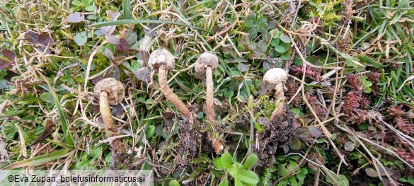 Tulostoma brumale