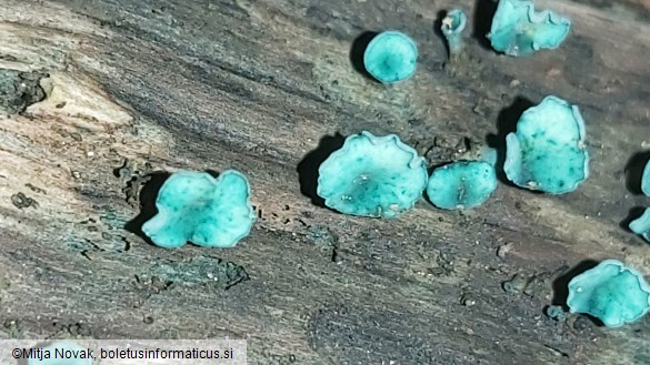 Chlorociboria aeruginascens