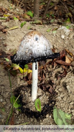 Coprinus comatus