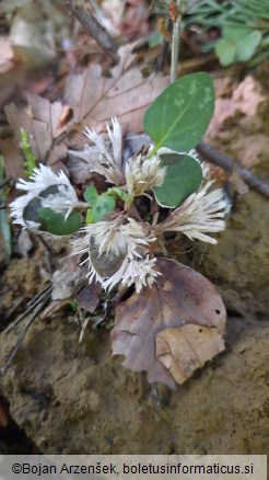 Thelephora penicillata