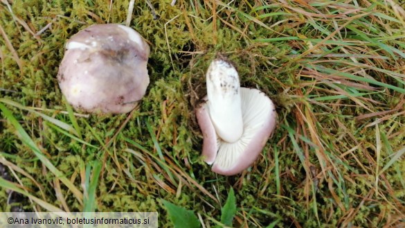 Russula cyanoxantha