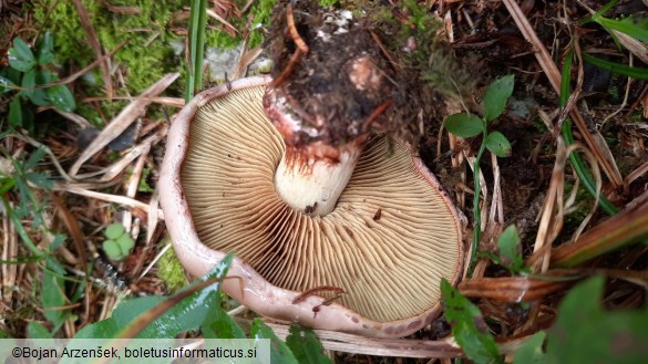 Cortinarius odorifer