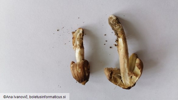 Inocybe rimosa