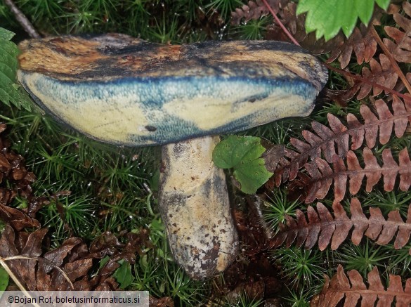 Gyroporus cyanescens