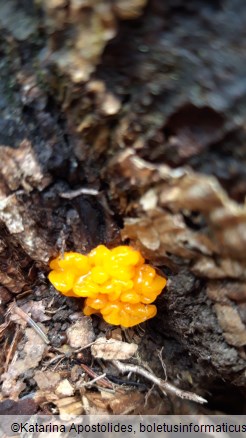 Dacrymyces stillatus