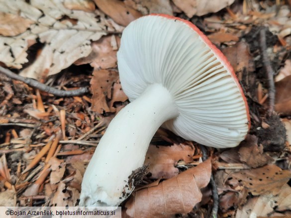 Russula emetica