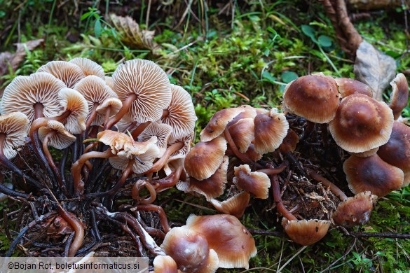 Gymnopus brassicolens