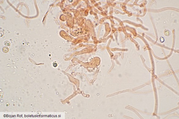 Resupinatus striatulus