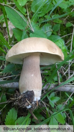 Boletus reticulatus