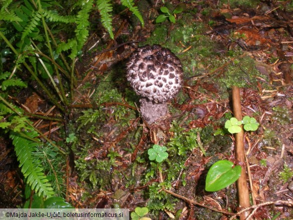 Strobilomyces strobilaceus