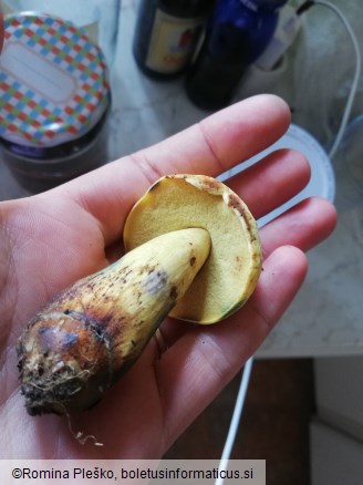 Boletus luridiformis var. junquilleus