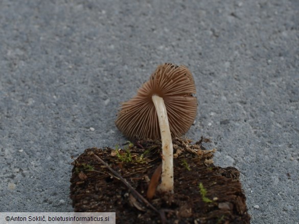 Pluteus phlebophorus