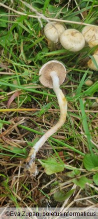 Pholiota gummosa