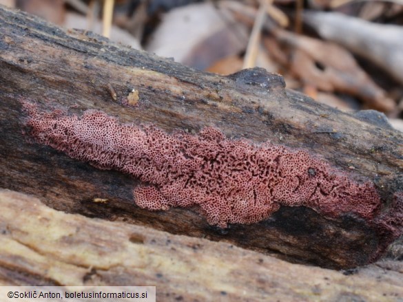 Ceriporia purpurea