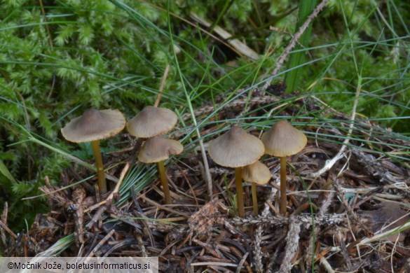 Mycena aurantiomarginata