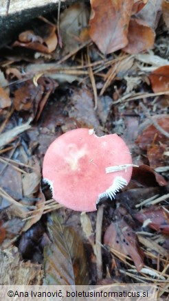 Russula emetica