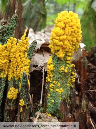 Physarum polycephalum