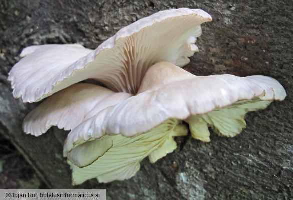 Pleurotus pulmonarius