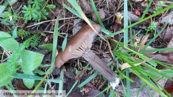 Entoloma sericeum