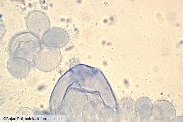Mycena metata