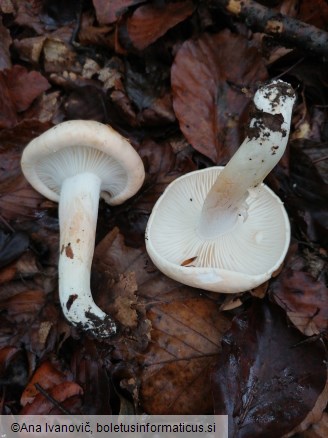 Hygrophorus poetarum