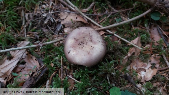 Russula viscida