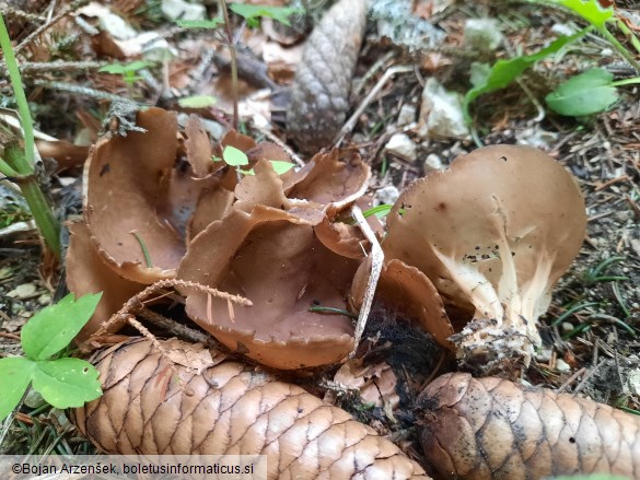 Helvella acetabulum