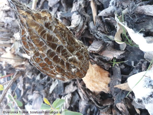 Morchella importuna