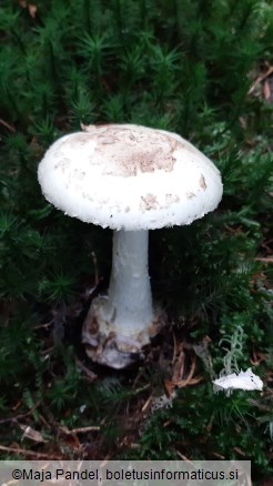 Amanita citrina