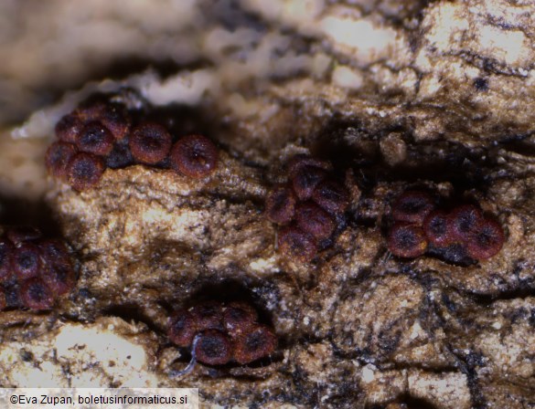 Thyronectria sinopica