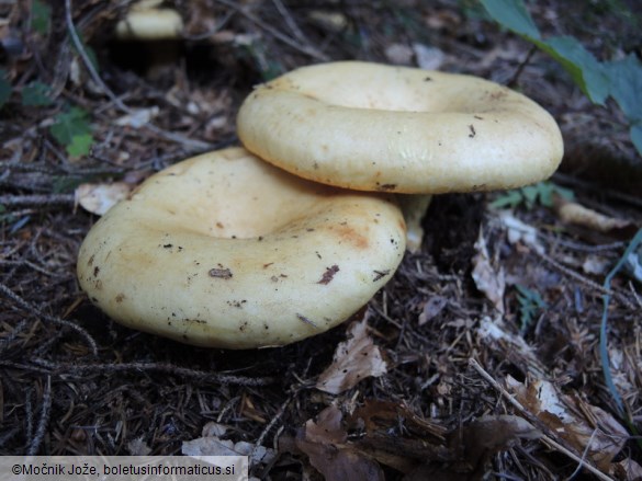 Lactarius intermedius